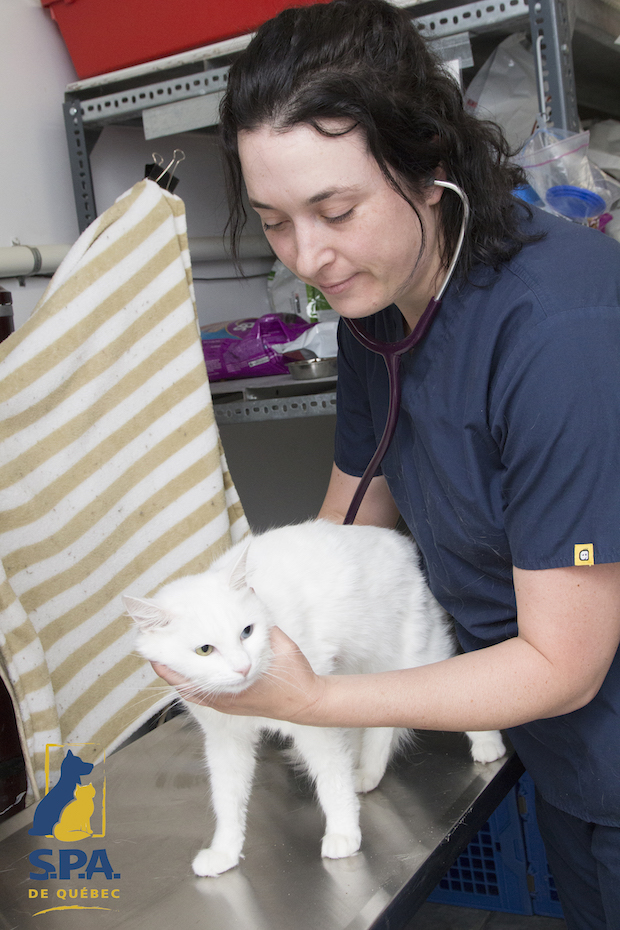animal shelter promotion