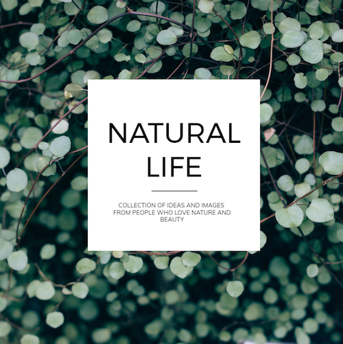 pamphlet maker free online