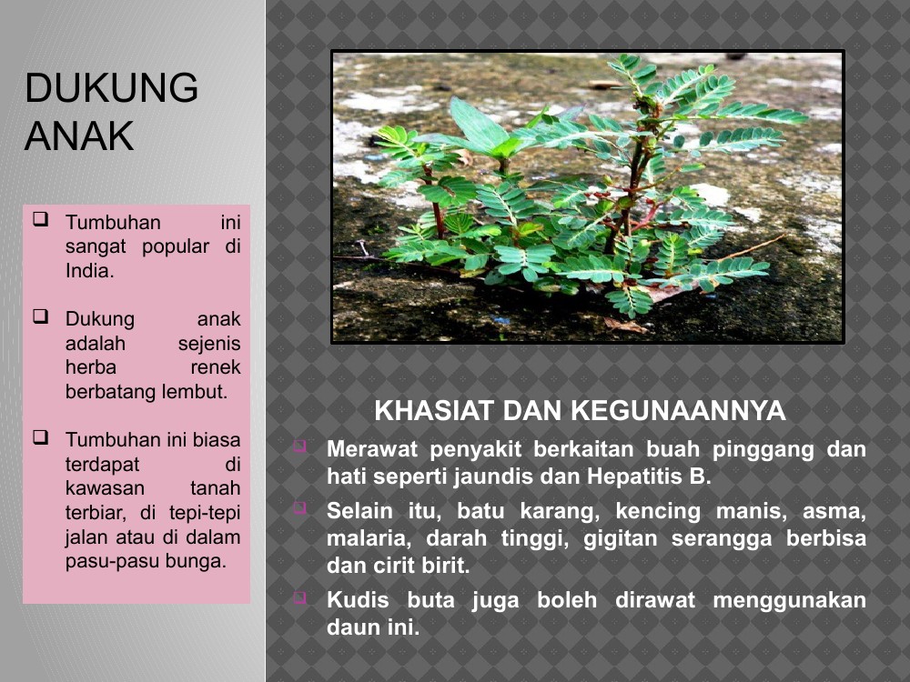 jenis pokok herba dan khasiatnya - Peter Edmunds