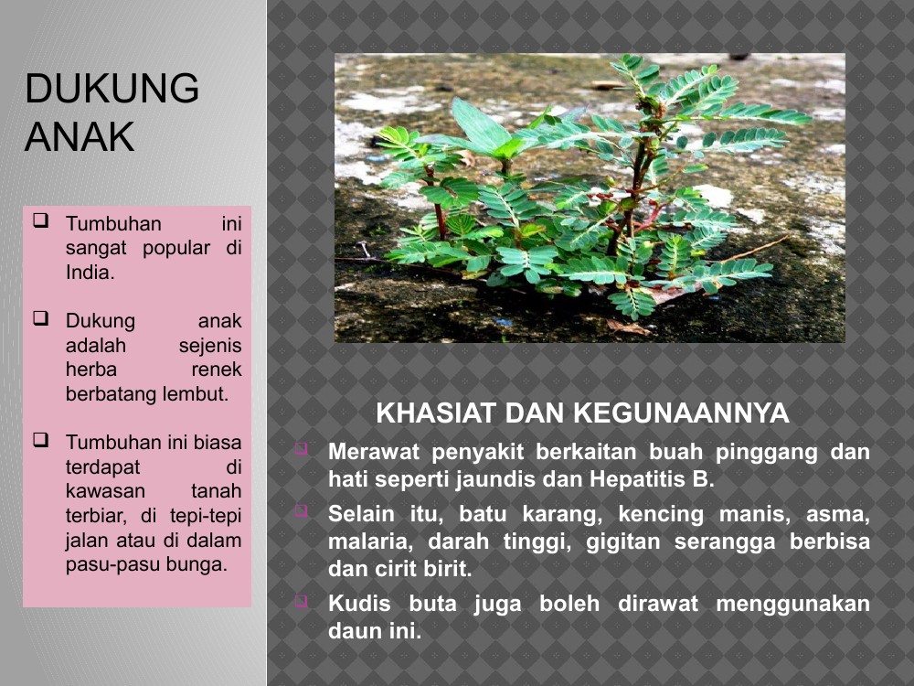 khasiat pokok dukung anak untuk hamil