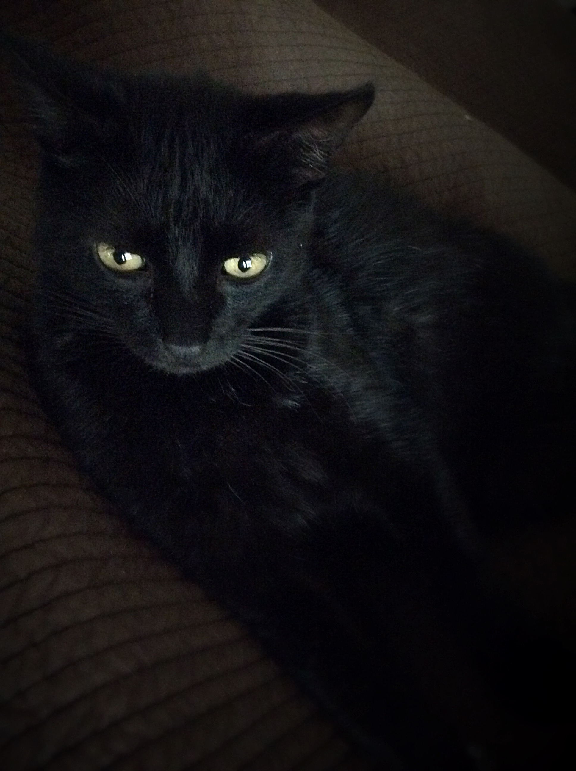 Joseph Sanford  I  Pelican Pictures, Inc.