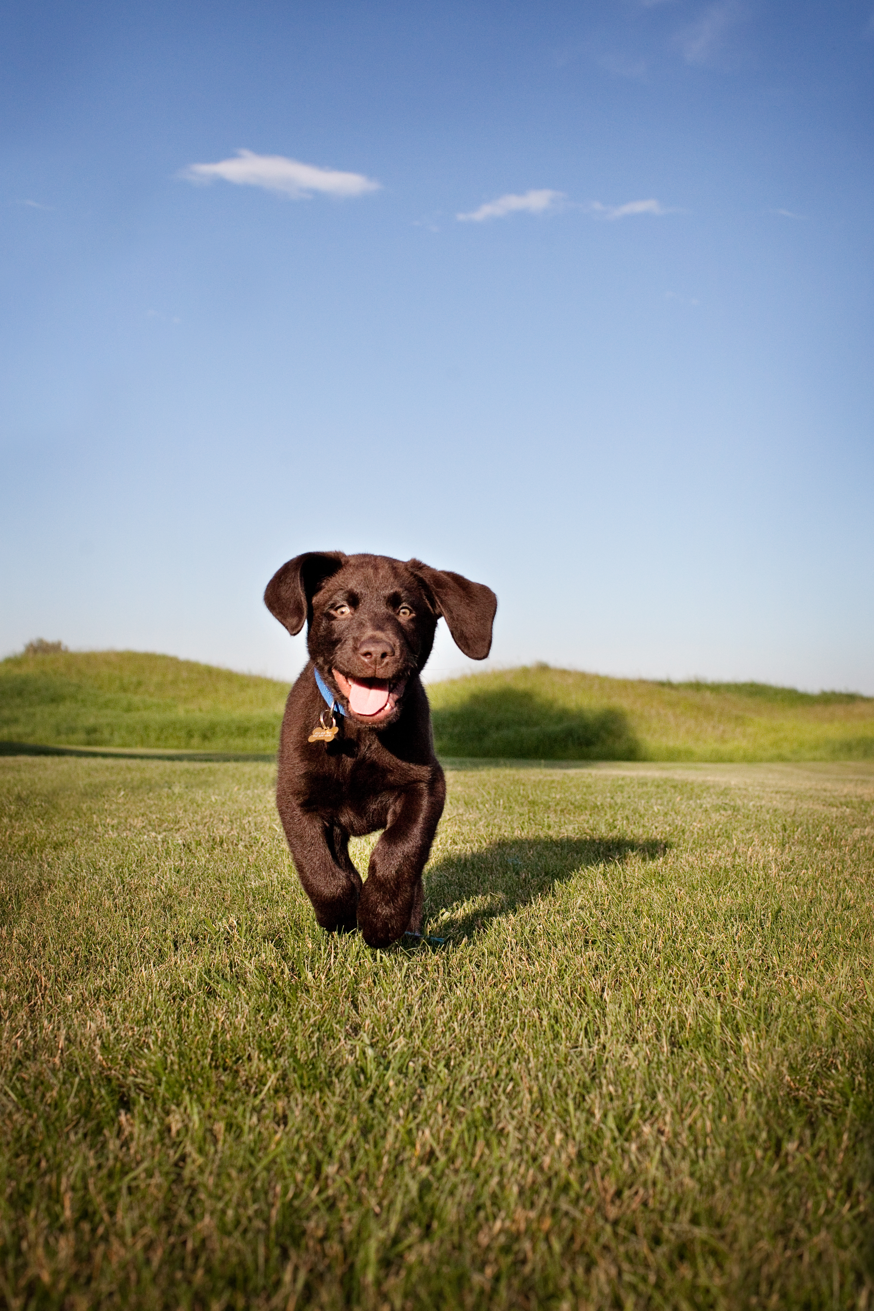 Modern Dog magazine